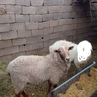 بره رومانوف