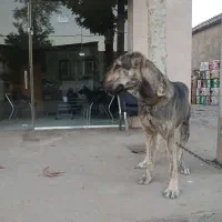 واگذاری سگ|سگ|مشهد, نوید|دیوار