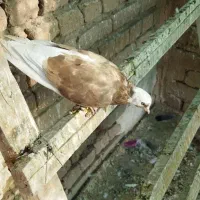 کفتر شازده زرد ماده و جوجه|پرنده|قم, شاه سید علی|دیوار