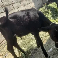 گاو|حیوانات مزرعه|ارزوئیه, |دیوار