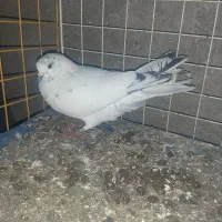 کفتر دست پرقوچی