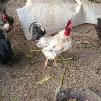 خروس