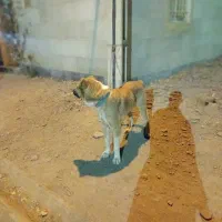 سگ سرابی|سگ|ملایر, |دیوار