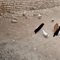 کبوتر زینتی