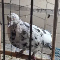 گم شده|حیوانات|تهران, سلسبیل جنوبی|دیوار