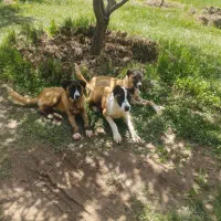 توله‌سگ‌7ماهه