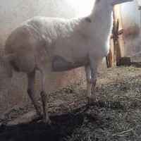 گوسفند ماده