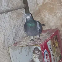 کفتر ذاجر ..پلاکی