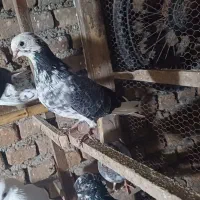 کبوتر|پرنده|بندر ترکمن, |دیوار