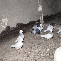 همه فروشی سالم