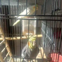 عروس جفت خورده