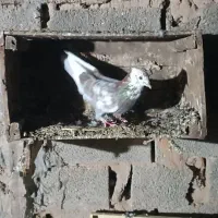 کبوتر