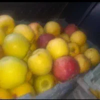 سیب پا درختی نگارمن