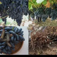 نهال موندراپ با ضمانت کامل