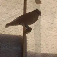 کفتر|پرنده|خمینی‌شهر, |دیوار