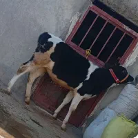 گوساله ماده سرحال ۶ماه