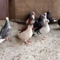17کبوتر