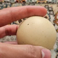 سنگ الماس اسیاب|کلکسیون اشیاء عتیقه|تهران, جوادیه تهرانپارس|دیوار