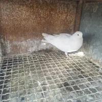 کبوتر پرشی و دمگیر|پرنده|اصفهان, کارلادان|دیوار