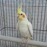 طوطی عروس لوتینو و هلندی صورت هلویی