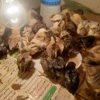 جوجه مرغ|حیوانات مزرعه|شهرضا, |دیوار