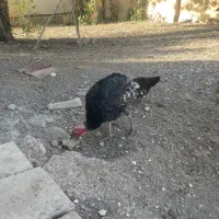 بوقلمون برنزه جوان|حیوانات مزرعه|قیدار, |دیوار
