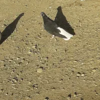 کبوتر رنگی|پرنده|حمیدیه, |دیوار