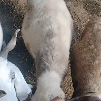 گوسفند بروجردی  ماده آبستن