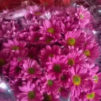 گل داودی، دسته گل داودی، باکس گل