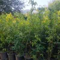 گل یخ پالم شمشاد نعنایی