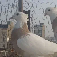 طوقی آجری.ساراقون.مسافتی.پلاکی.شامی