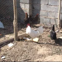 خروس جوان فروشی