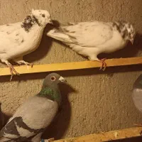 آلمانی مسافتی|پرنده|بسطام, |دیوار