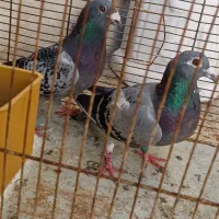 کبوتر پلاکی