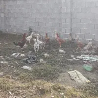 مرغ لاری باخروس