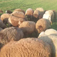 گوسفند بره دار و ابستن|حیوانات مزرعه|کرمانشاه, |دیوار