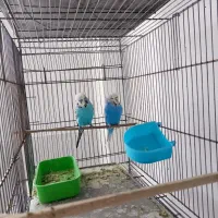 مرغ عشق انگلیسی|پرنده|پیرانشهر, |دیوار