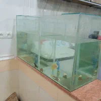 تنگ ماهی بزرگ به فروش می‌رسد|ماهی|مسجد سلیمان, |دیوار