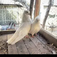 کبوتر|پرنده|بومهن, |دیوار