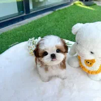 تریکالر توله کوچک شیتزو ناز