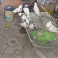 طوقی دونی سیصدو پنجاه