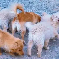 واگذاری رایگان تعدادی سگ پاکوتاه اشپیتز