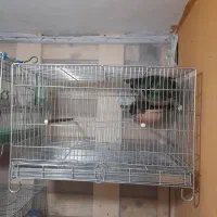 قفس جفت کن سهره