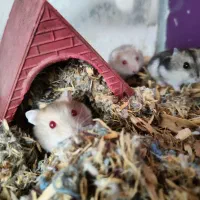 همستر|موش و خرگوش|سهند, |دیوار