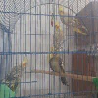 عروس هلندی بالغ