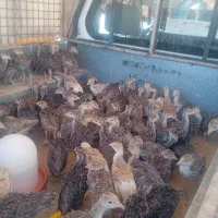 جوجه بوقلمون یک ماه