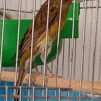 یک جفت قناری سبز با قفس