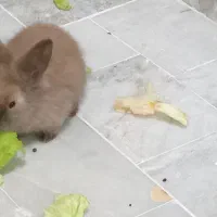 بچه خرگوش لوپ