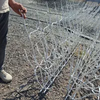 شاخ گوزنی به قیمت عمده