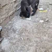 سگ عراقی|سگ|ورزقان, |دیوار